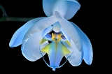 phalaenopsis 8-2013 1119